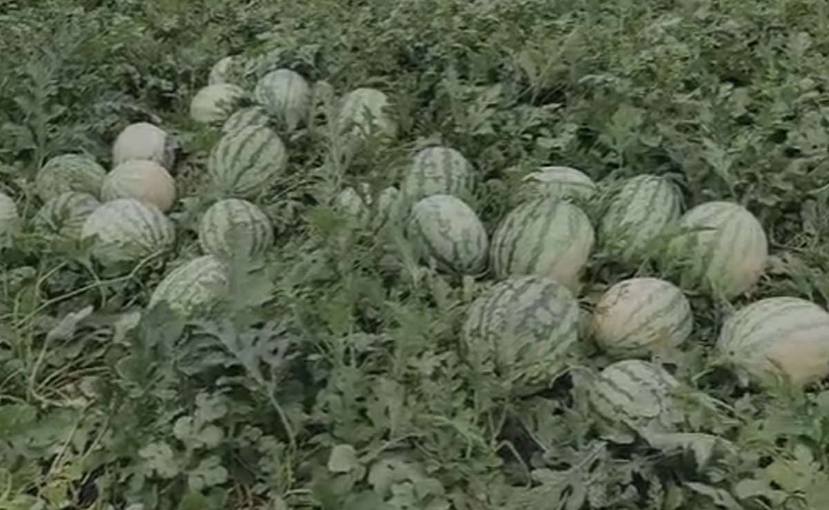 Kisan News: अब किसानों को मिलेगा खराब हुई फसल का मुआवजा, ये योजना साबित हुई वरदान...