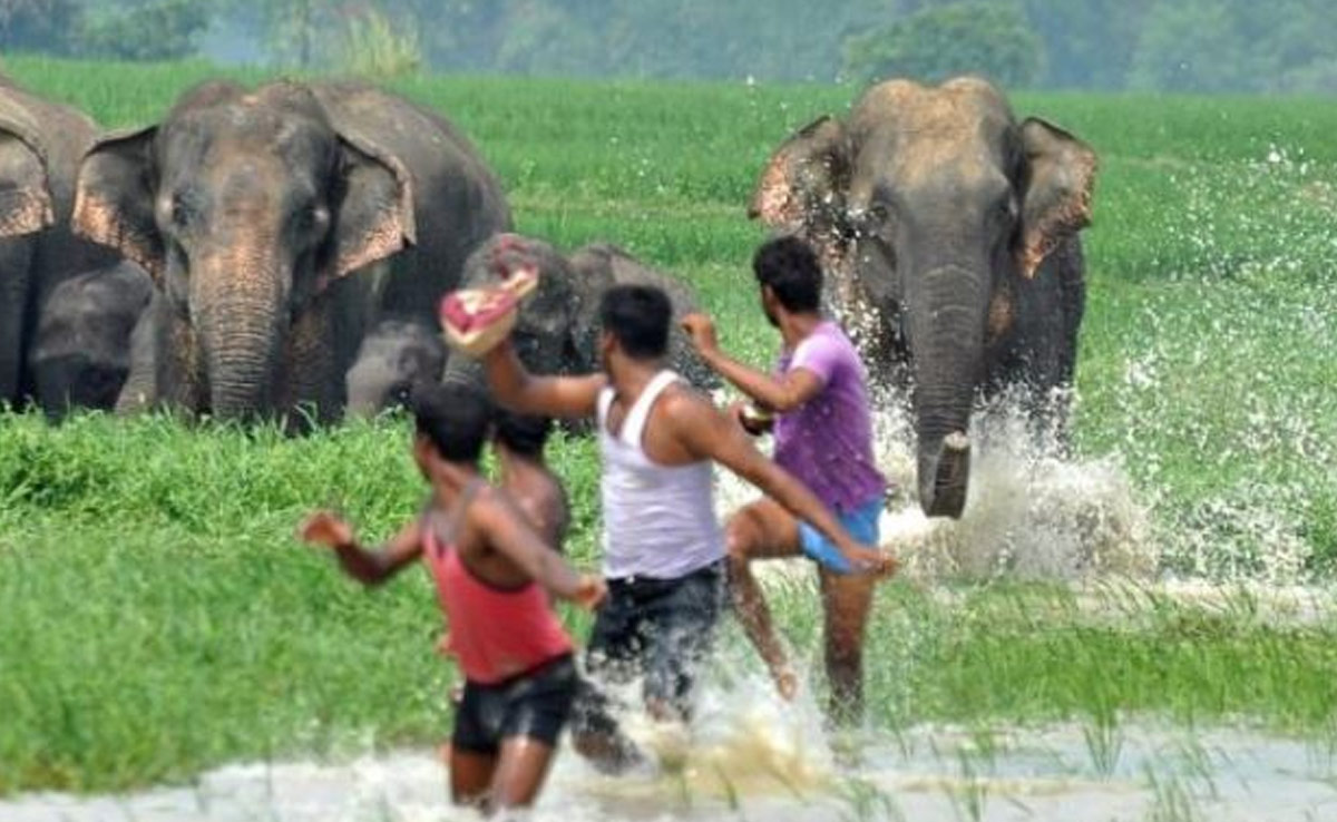 'विष्णु' से गुहार 'गजराज' से बचाओ ! छत्तीसगढ़ में हर साल सैकड़ों की जान ले रहे हैं हाथी
