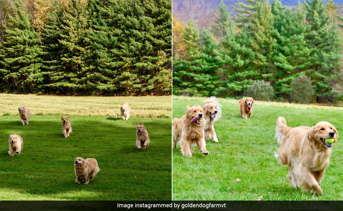 Travel To This Vermont Farm In USA To Play, Pet And Hang Out With A Gang Of Golden Retrievers