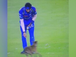 Watch: Dog Invades Pitch During IPL 2024 Game In Ahmedabad. Internet In Splits Watch: Dog Invades Pitch During IPL 2024 Game In Ahmedabad. Internet In Splits