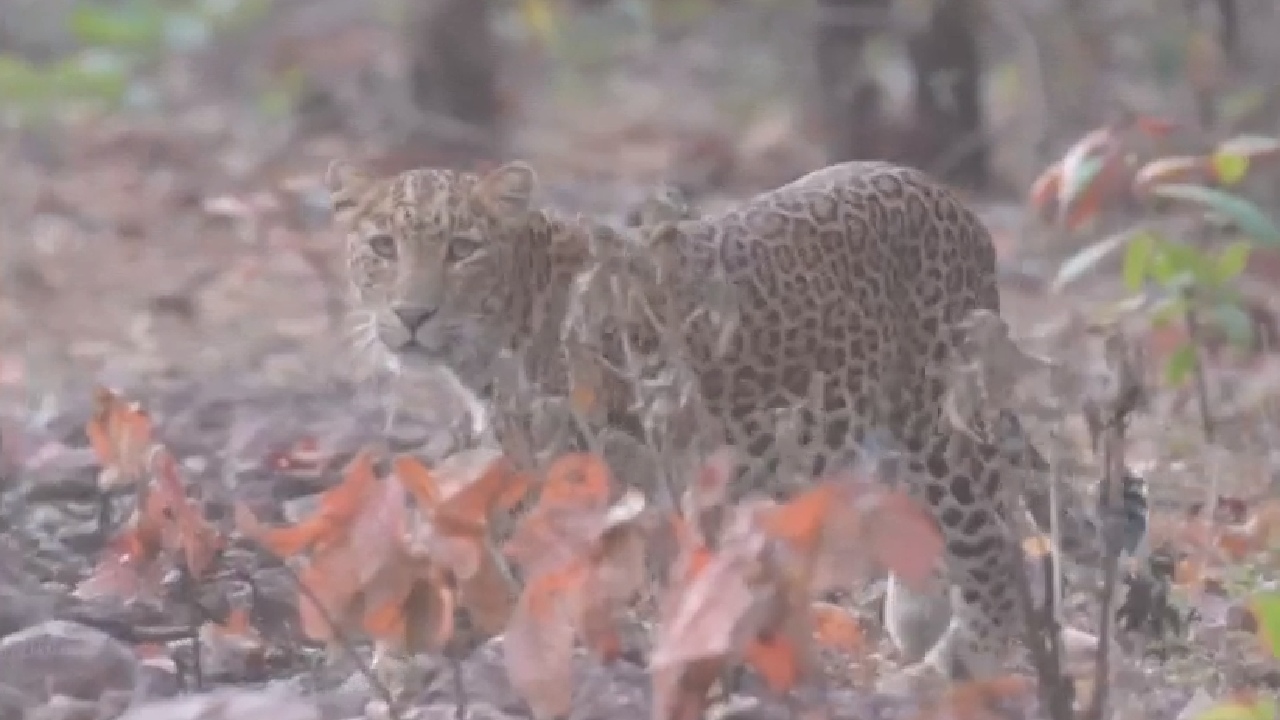 भारत में तेंदुओं की स्थिति पर रिपोर्ट जारी, एमपी को मिला ये ताज