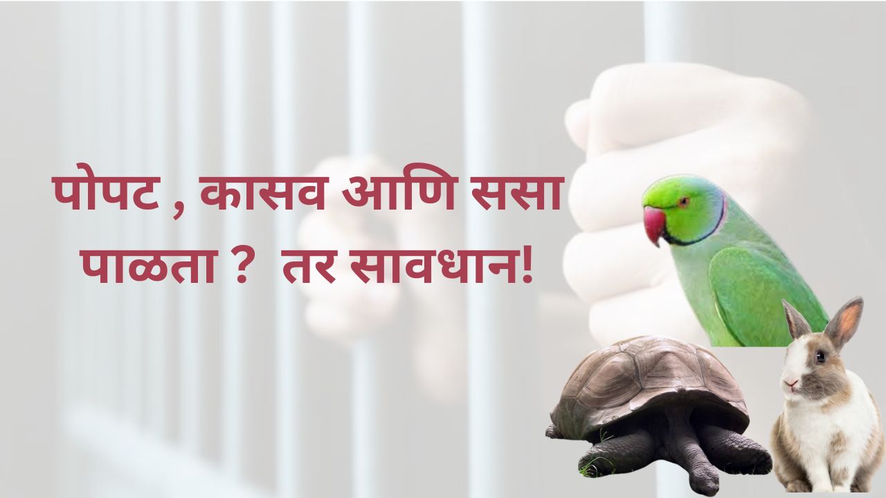 घरात पोपट, कासव, ससा पाळत असाल तर सावधान ! सोसायटीत राहणारा व्यक्तीही करु शकतो तुमची तक्रार