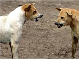 कुत्&zwj;ते की खरोंच भी खतरनाक... इंजेक्शन के डर से अधूरा छोड़ा इलाज, 6 महीने बाद रेबीज से बच्&zwj;ची की मौत