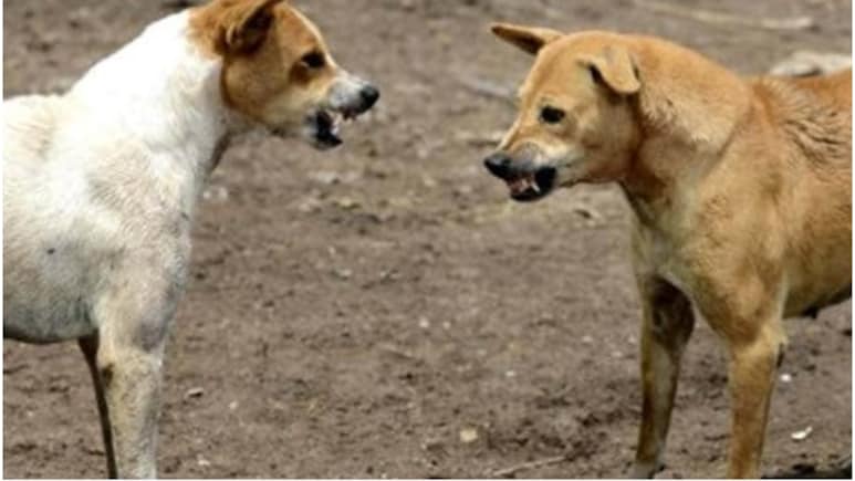 कुत्&zwj;ते की खरोंच भी खतरनाक... इंजेक्शन के डर से अधूरा छोड़ा इलाज, 6 महीने बाद रेबीज से बच्&zwj;ची की मौत