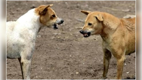 एंटी रैबीज की वैक्शीन लेने पर भी गई शख्स की भी गई जान, कई लोगों को काटने के बाद कुत्ते की पहले ही हो गई थी मौत