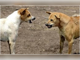 एंटी रैबीज की वैक्शीन लेने पर भी गई शख्स की भी गई जान, कई लोगों को काटने के बाद कुत्ते की पहले ही हो गई थी मौत एंटी रैबीज की वैक्शीन लेने पर भी गई शख्स की भी गई जान, कई लोगों को काटने के बाद कुत्ते की पहले ही हो गई थी मौत