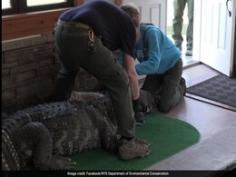 340-Kg Pet Alligator Seized From Home, Used To Swim With Children 340-Kg Pet Alligator Seized From Home, Used To Swim With Children