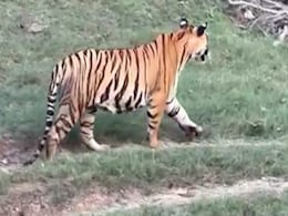 Tiger: नर्मदापुरम में सैलानियों को हुए बाघ के दर्शन, मनमोहन दृश्य को कैमरे में किया कैद...Video हुआ Viral Tiger: नर्मदापुरम में सैलानियों को हुए बाघ के दर्शन, मनमोहन दृश्य को कैमरे में किया कैद...Video हुआ Viral