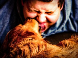 Dogs Licking Owners' Face Is Not Just Unhealthy, But Can Even Be Fatal Dogs Licking Owners' Face Is Not Just Unhealthy, But Can Even Be Fatal