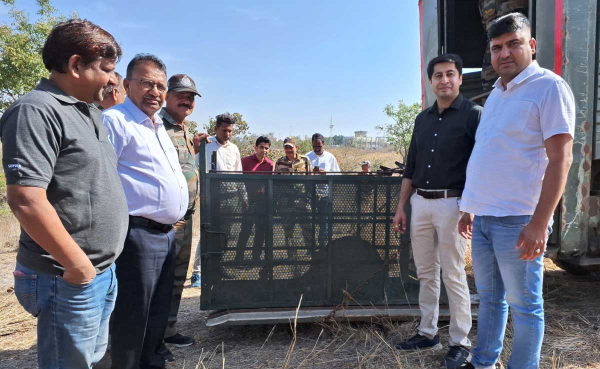 Indore के रिहायशी इलाकों में तीन महीने से दहशत फैला रहा था तेंदुआ, वन विभाग ने IIT इलाके से ऐसे पकड़ा