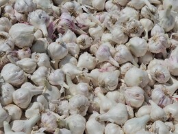 लहसुन ऐसे खाने से कोलेस्ट्रोल समेत 7 बीमारियों में मिलता है आराम, रामबाण है यह औषधि लहसुन ऐसे खाने से कोलेस्ट्रोल समेत 7 बीमारियों में मिलता है आराम, रामबाण है यह औषधि