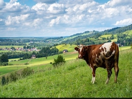 Genetically Modified Cow Produces Human Insulin In Milk, Say Scientists Genetically Modified Cow Produces Human Insulin In Milk, Say Scientists