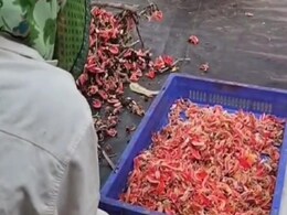 Indore वन विभाग की होली पर अनूठी पहल, टेसू के फूलों से यहां बनता है हर्बल गुलाल, बाजार में हो रही भारी डिमांड Indore वन विभाग की होली पर अनूठी पहल, टेसू के फूलों से यहां बनता है हर्बल गुलाल, बाजार में हो रही भारी डिमांड