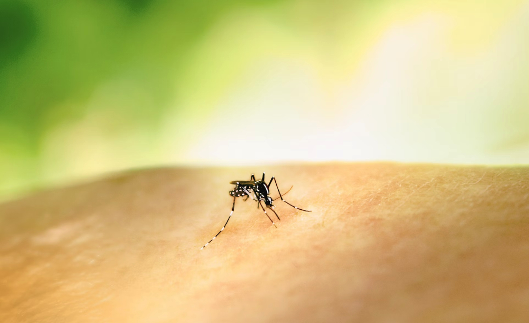 Bengaluru Reports First Dengue Death This Year Amid Spike In Cases