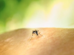 Bengaluru Reports First Dengue Death This Year Amid Spike In Cases Bengaluru Reports First Dengue Death This Year Amid Spike In Cases