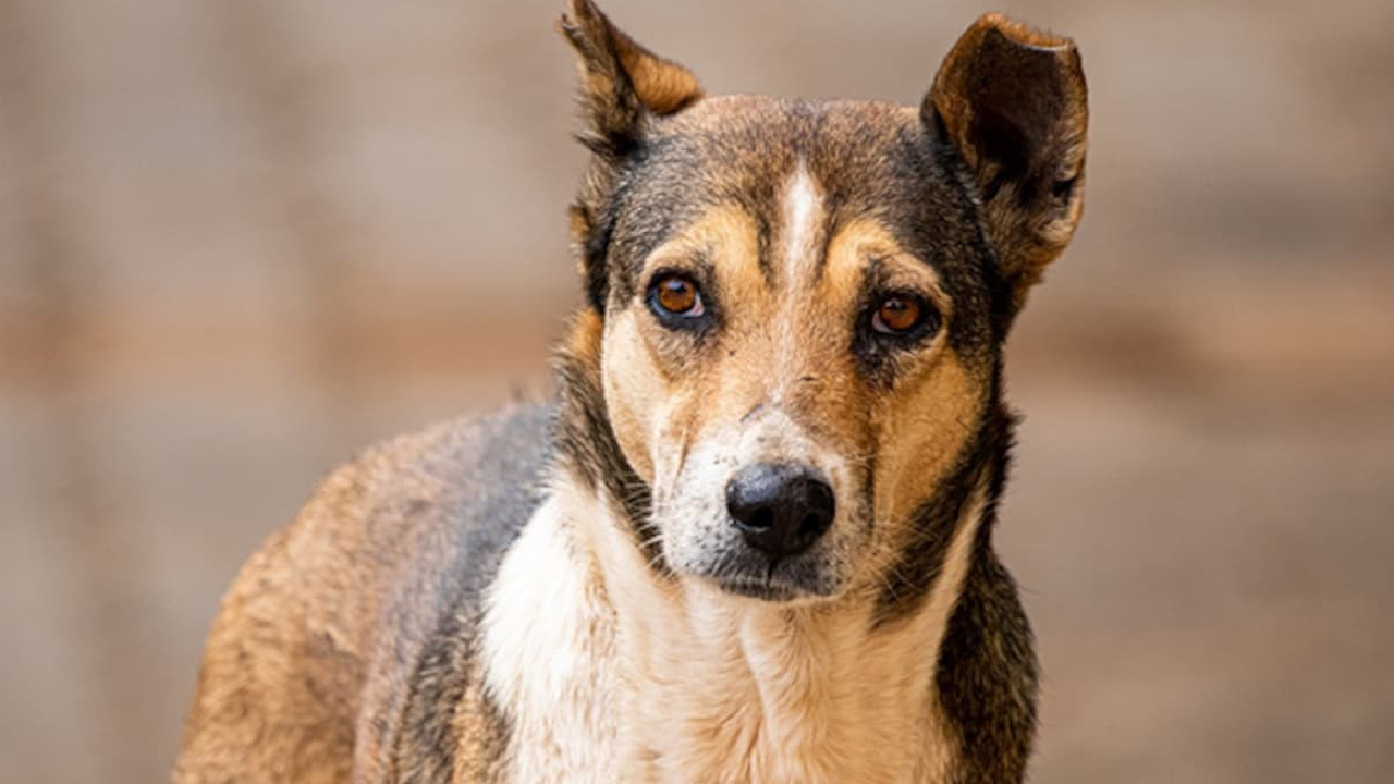 एमपी: भोपाल में कुत्तों के काटने के चौंकाने वाले आंकड़े