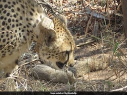 South African Cheetah Gives Birth To 5 Cubs, Number In Kuno Park Now 26 South African Cheetah Gives Birth To 5 Cubs, Number In Kuno Park Now 26