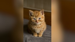 Cat In China Sets House On Fire After Accidentally Turning On Cooker, Causes Rs 11 Lakh Damage
