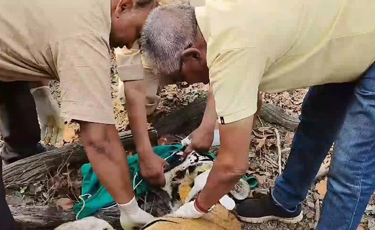 Tiger Rescue: कान्हा नेशनल पार्क में बाघिन नीलम के दो शावक घायल, रेस्क्यू कर किया गया इलाज