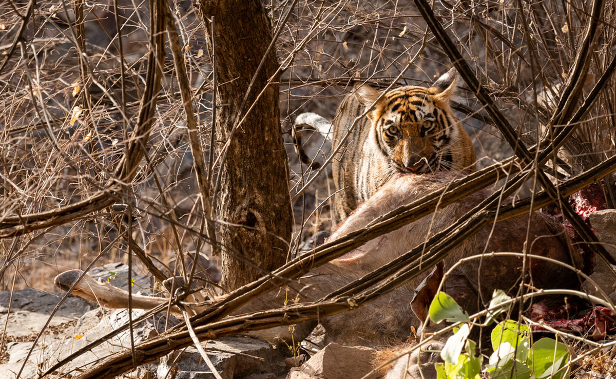 जैसे ही खूंखार टाइगर ने शिकार को दबोचा, बचाने के लिए दोस्त ने लगा दी जान की बाजी, वायरल हो गया वीडियो