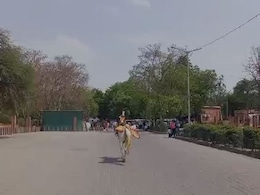 Watch: A Horse (Almost) Walks Into Taj Mahal Watch: A Horse (Almost) Walks Into Taj Mahal