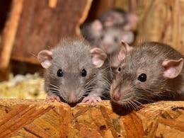 घर में बढ़ गए हैं चूहे और खाना करने लगे हैं खराब, तो इन 5 तरीकों से इन Rats से मिल जाएगा छुटकारा  घर में बढ़ गए हैं चूहे और खाना करने लगे हैं खराब, तो इन 5 तरीकों से इन Rats से मिल जाएगा छुटकारा