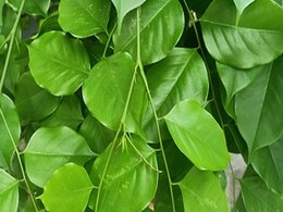 रामबाण तरीका है पीरियड्स में होने वाले दर्द से छुटकारा पाने का, बस इस पत्ते का रस है पीना रामबाण तरीका है पीरियड्स में होने वाले दर्द से छुटकारा पाने का, बस इस पत्ते का रस है पीना