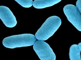 Gut Microbiome Tuning May Help Reverse Age-Linked Memory Loss, Study Says