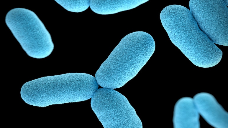 Gut Microbiome Tuning May Help Reverse Age-Linked Memory Loss, Study Says