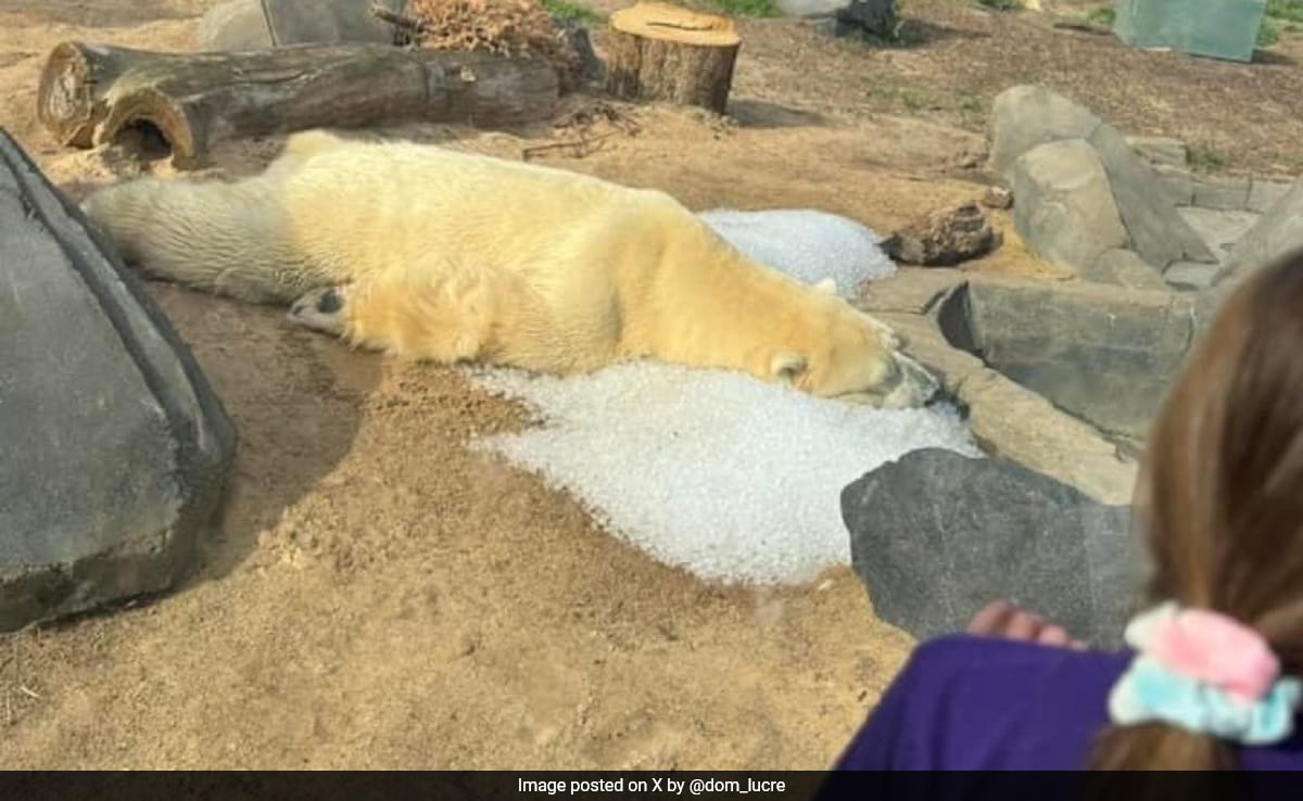 US Zoo Reacts After Pic Of Polar Bear Lying On Ice Sparks Concerns About Its Well-Being - Vimarsana News