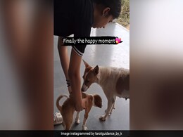 दुकान के अंदर बंद हो गया कुत्ते का बच्चा, परेशान होकर रो रही थी मां, आगे जो हुआ, देखकर आपका दिन बन जाएगा दुकान के अंदर बंद हो गया कुत्ते का बच्चा, परेशान होकर रो रही थी मां, आगे जो हुआ, देखकर आपका दिन बन जाएगा