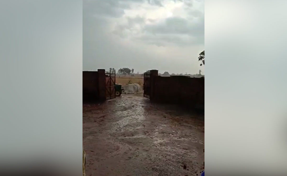 MP Weather: किसानों पर भारी पड़ रही मौसम की मार, ओला गिरने से गेंहू की फसल हो रही बर्वाद