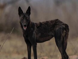 Panna Tiger Reserve: कैमरा ट्रैप में कैद हुई दुर्लभ काले भेड़िये की Image, रिजर्व में खुशी का माहौल Panna Tiger Reserve: कैमरा ट्रैप में कैद हुई दुर्लभ काले भेड़िये की Image, रिजर्व में खुशी का माहौल
