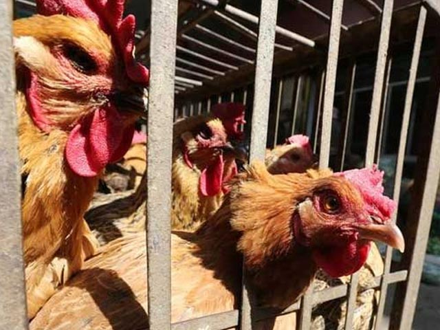 Bird Flu का Jharkhand में प्रकोप, जानें क्या-क्या सावधानी है जरूरी