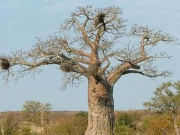 MP में धड़ल्ले से क्यों काटे जा रहे 'बाओबाब' ? 10 लाख में बिकने वाले एक पेड़ की जानिए कहानी 