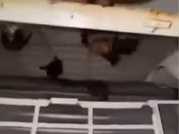 AC के फिल्टर में मिली ऐसी चीज, देख सफाई करने वाले की कांप उठी रूह AC के फिल्टर में मिली ऐसी चीज, देख सफाई करने वाले की कांप उठी रूह