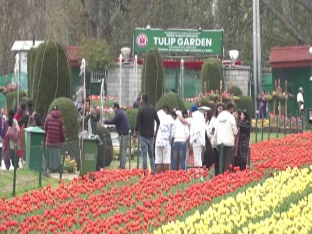 Election Commission's Mega Awareness Drive In Srinagar's Iconic Tulip Garden