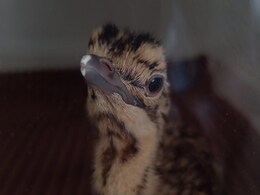 Great Indian bustard: गोडावण को बचाने की जदोजहद फिर लाई रंग, ब्रीडिंग सेंटर में 'टोनी' ने दिया नन्हे चूजे को जन्म Great Indian bustard: गोडावण को बचाने की जदोजहद फिर लाई रंग, ब्रीडिंग सेंटर में 'टोनी' ने दिया नन्हे चूजे को जन्म