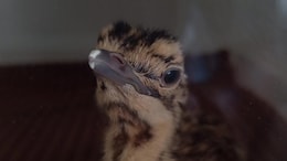 Great Indian Bustard Found Dead Inside Cage In Rajasthan. Why It Matters?