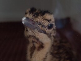 Great Indian Bustard Found Dead Inside Cage In Rajasthan. Why It Matters? Great Indian Bustard Found Dead Inside Cage In Rajasthan. Why It Matters?