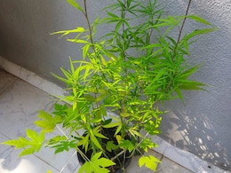 British Man Grows Cannabis On Terrace In Goa Home, Arrested British Man Grows Cannabis On Terrace In Goa Home, Arrested