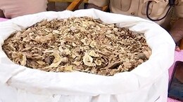 इंदौर में नशे पर पुलिस का बड़ा प्रहार, 19 ड्रग तस्करों को पुलिस ने ऐसे दबोचा, पूछताछ में खोले कई बड़े राज&nbsp;