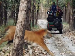 टाइगर से बचने के लिए पूरी ताकत से दौड़ रहा था भालू, बाघ ने भी लगा दी छलांग, आगे जो हुआ...खतरनाक मुठभेड़ का Video वायरल टाइगर से बचने के लिए पूरी ताकत से दौड़ रहा था भालू, बाघ ने भी लगा दी छलांग, आगे जो हुआ...खतरनाक मुठभेड़ का Video वायरल