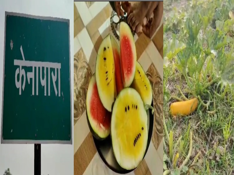 आधुनिक खेती: छत्तीसगढ़ के किसान ने उगाए पीले तरबूज, कृषि विशेषज्ञ से जानिए इसके फायदे