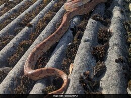 Snake Missing For A Year Gets Dropped On Roof By A Crow Snake Missing For A Year Gets Dropped On Roof By A Crow