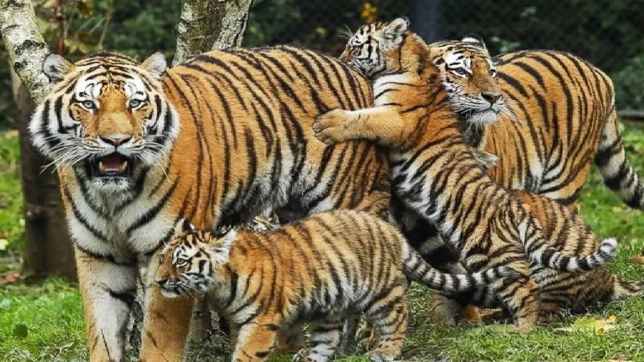 बाघों के लिए कर्फ्यू, छत्तीसगढ़ के इन सात गांवों में धारा 144 लागू