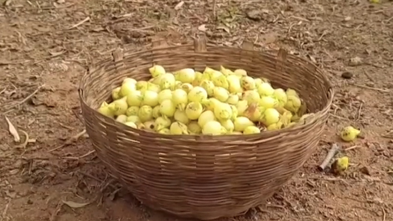 Madhya Pradesh News: Umaria जिले का Vanchanal गांव इन दिनों महुआ की खुशबू से हैं गुलजार