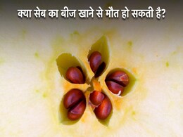 क्या वाकई सेब के बीज खाने से मर सकता है इंसान? सेब के बीज में होता है जहर! सनसनीखेज दावे की साइंटिफिक सच्चाई क्या वाकई सेब के बीज खाने से मर सकता है इंसान? सेब के बीज में होता है जहर! सनसनीखेज दावे की साइंटिफिक सच्चाई