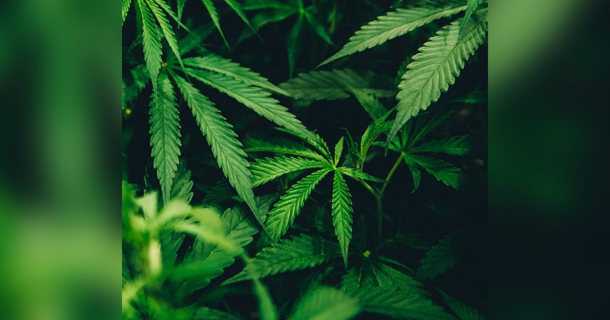 kush-all-about-the-drug-made-from-human-bones