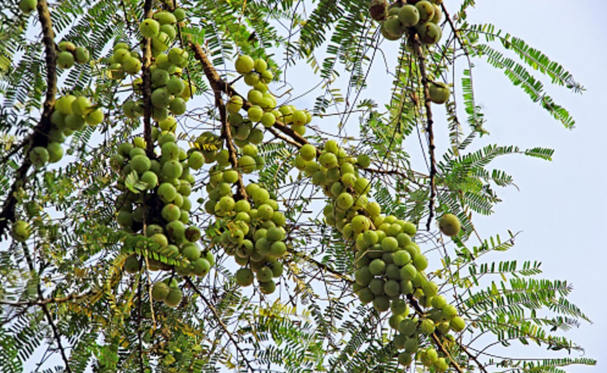 आंवले के पेड़ की परिक्रमा कितनी बार करनी चाहिए